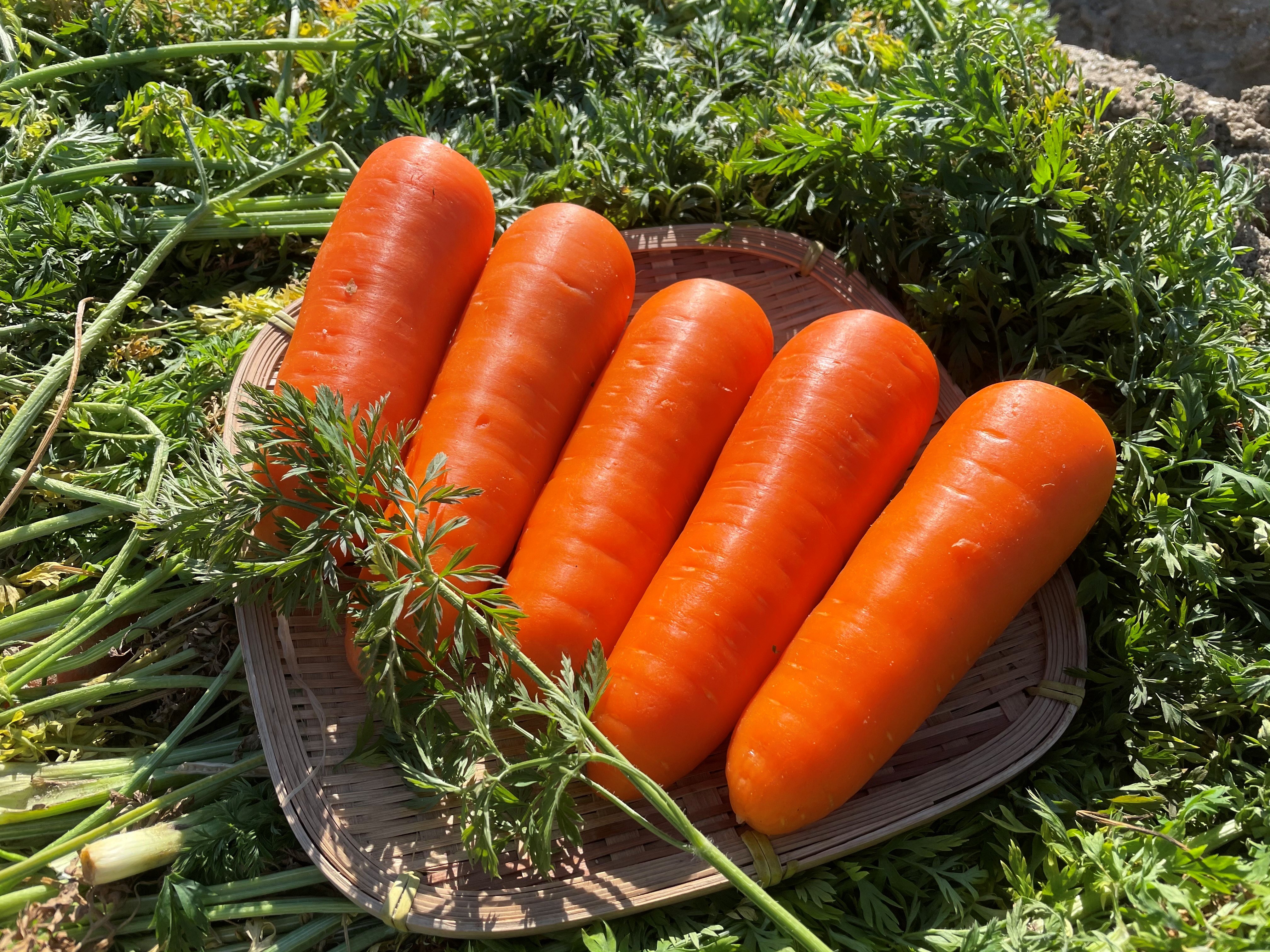 キャロりん1.8㎏（フルーツ人参）