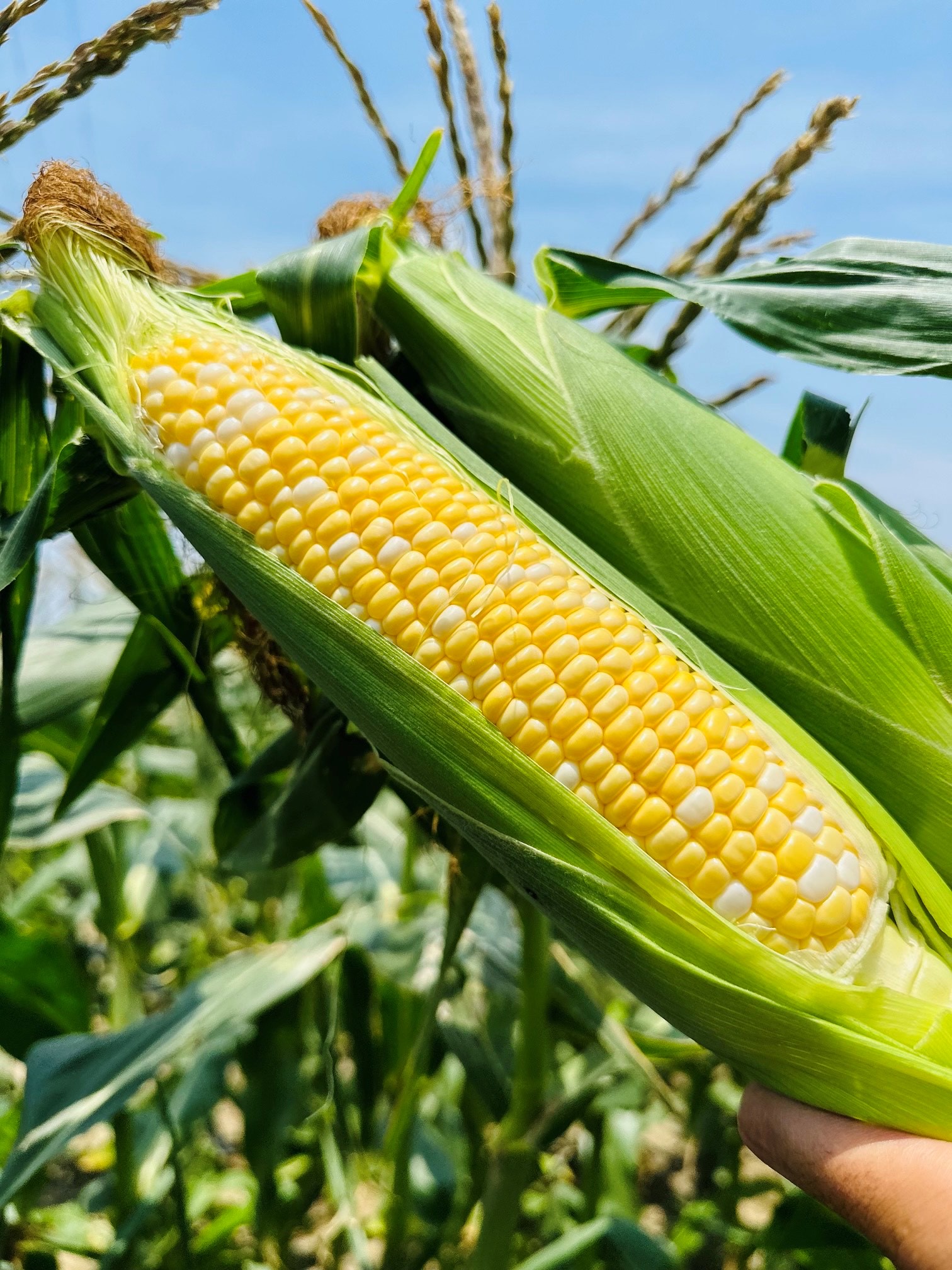 12本入り まるで食べるコーンスープ　ご褒美コーン【プレミアム味来】