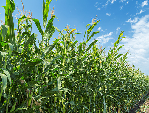 暑中見舞いとして