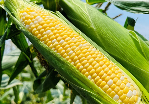 トウモロコシご飯