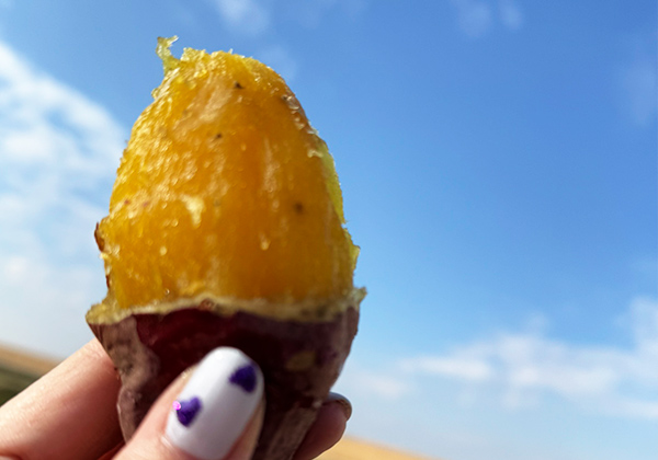べにはるかの蜜たっぷり焼き芋