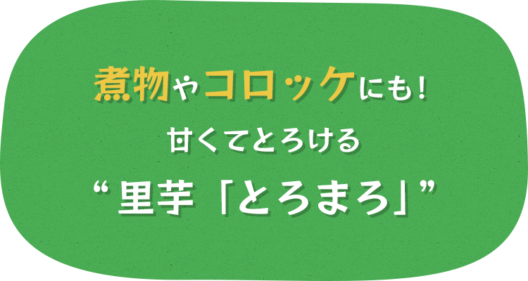 煮物やコロッケにも！甘くてとろける“里芋「とろまろ」”
